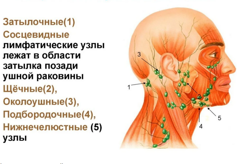 Лимфатические узлы лица и шеи.